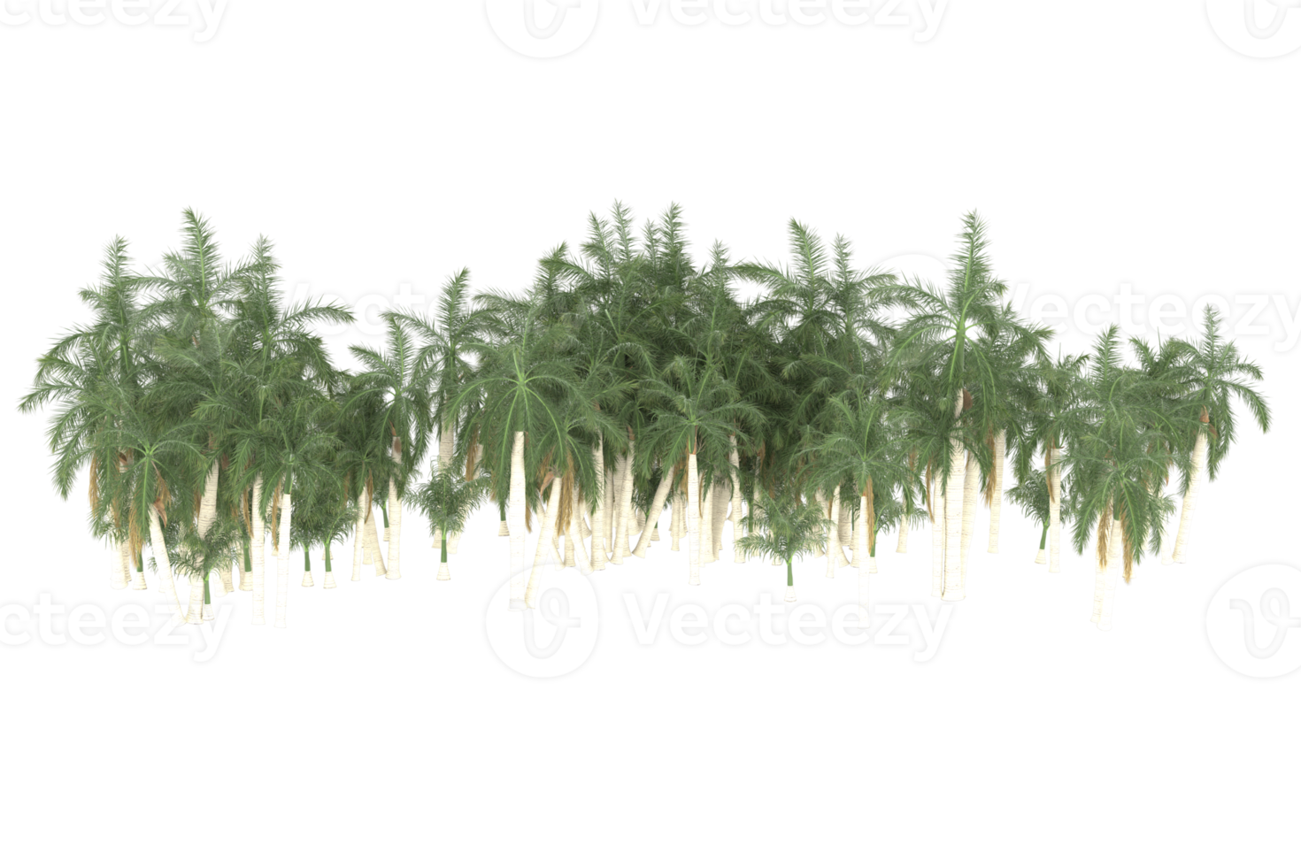 Palm trees isolated on transparent background. 3d rendering - illustration png