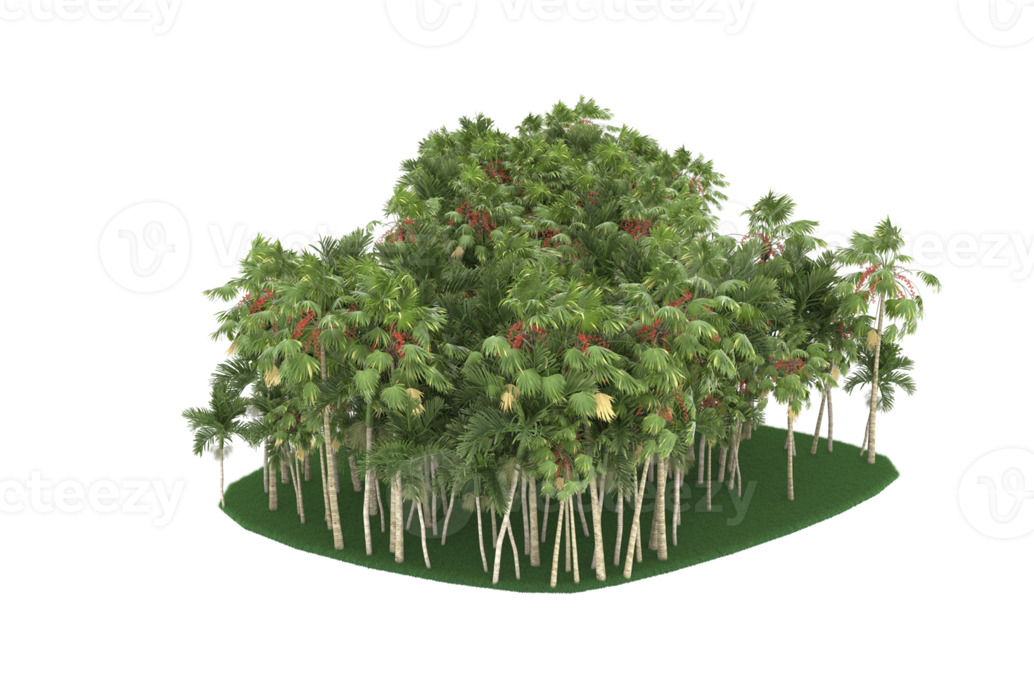 palm bomen geïsoleerd Aan transparant achtergrond. 3d renderen - illustratie png