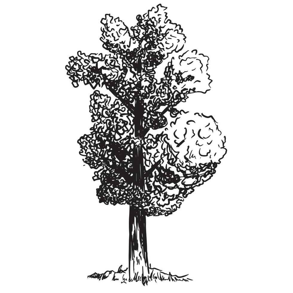 Detailed sketch of a tree with lush foliage, a clearing with grass. Vector isolated monochrome illustration.
