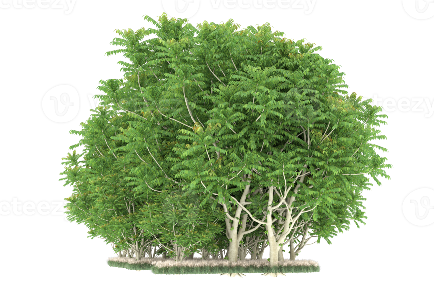 Realistic forest isolated on transparent background. 3d rendering - illustration png