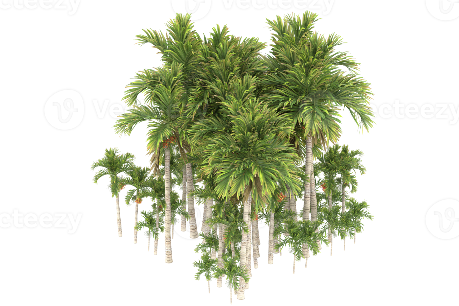 Palm trees isolated on transparent background. 3d rendering - illustration png