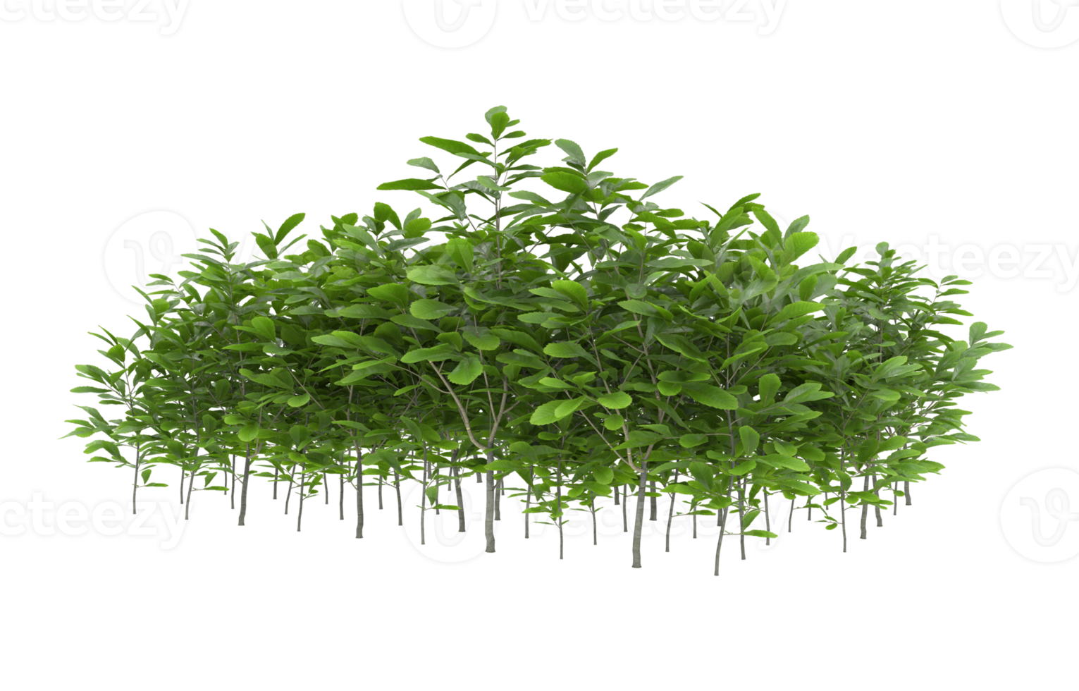 Realistic foliage isolated on transparent background. 3d rendering - illustration png