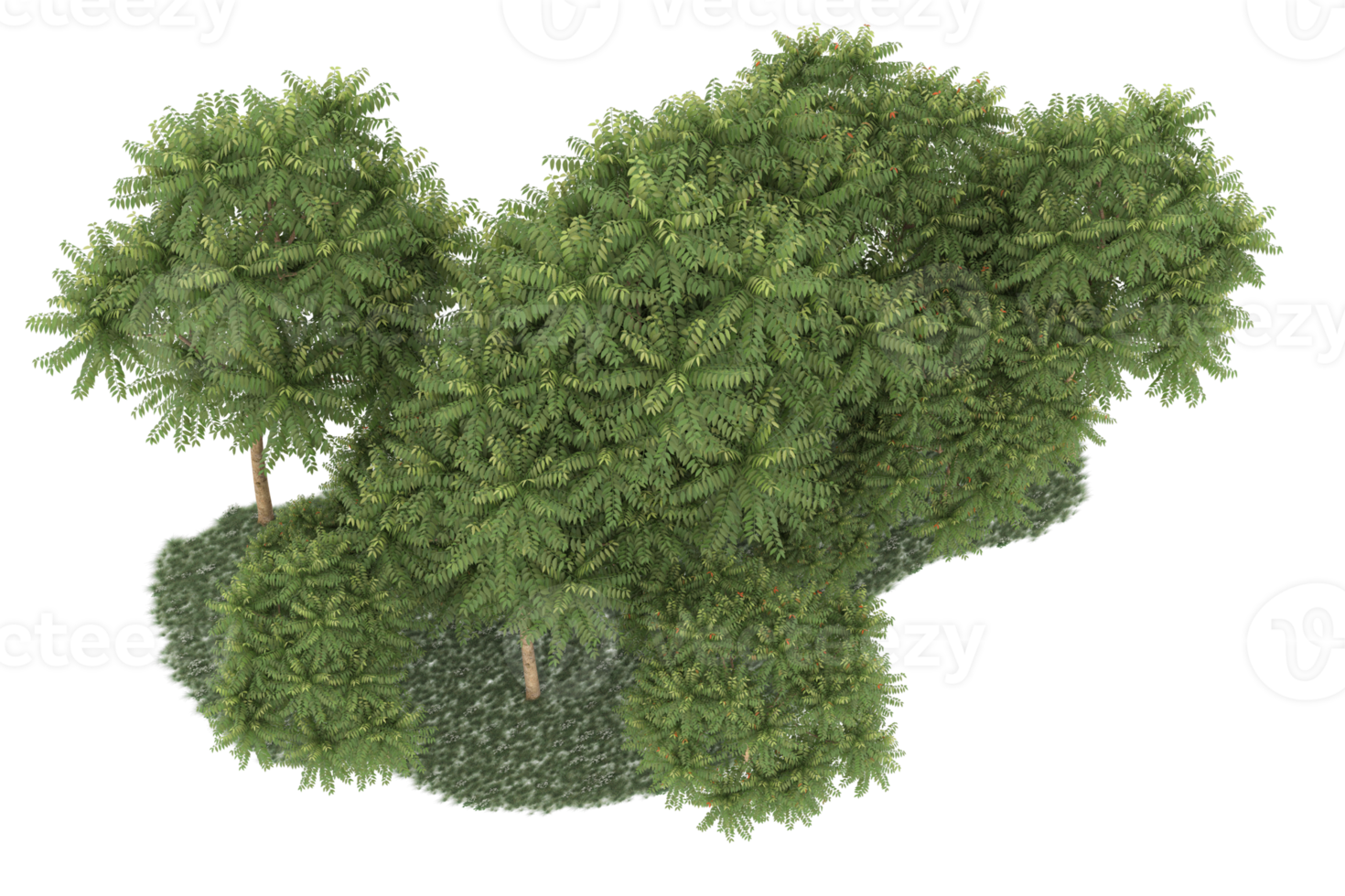 Realistic forest isolated on transparent background. 3d rendering - illustration png