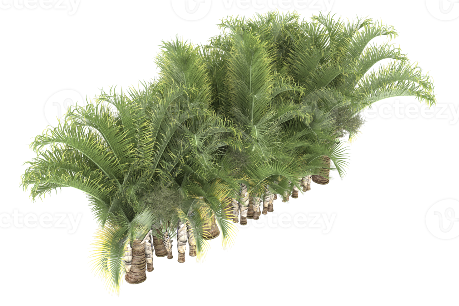 Palm trees isolated on transparent background. 3d rendering - illustration png
