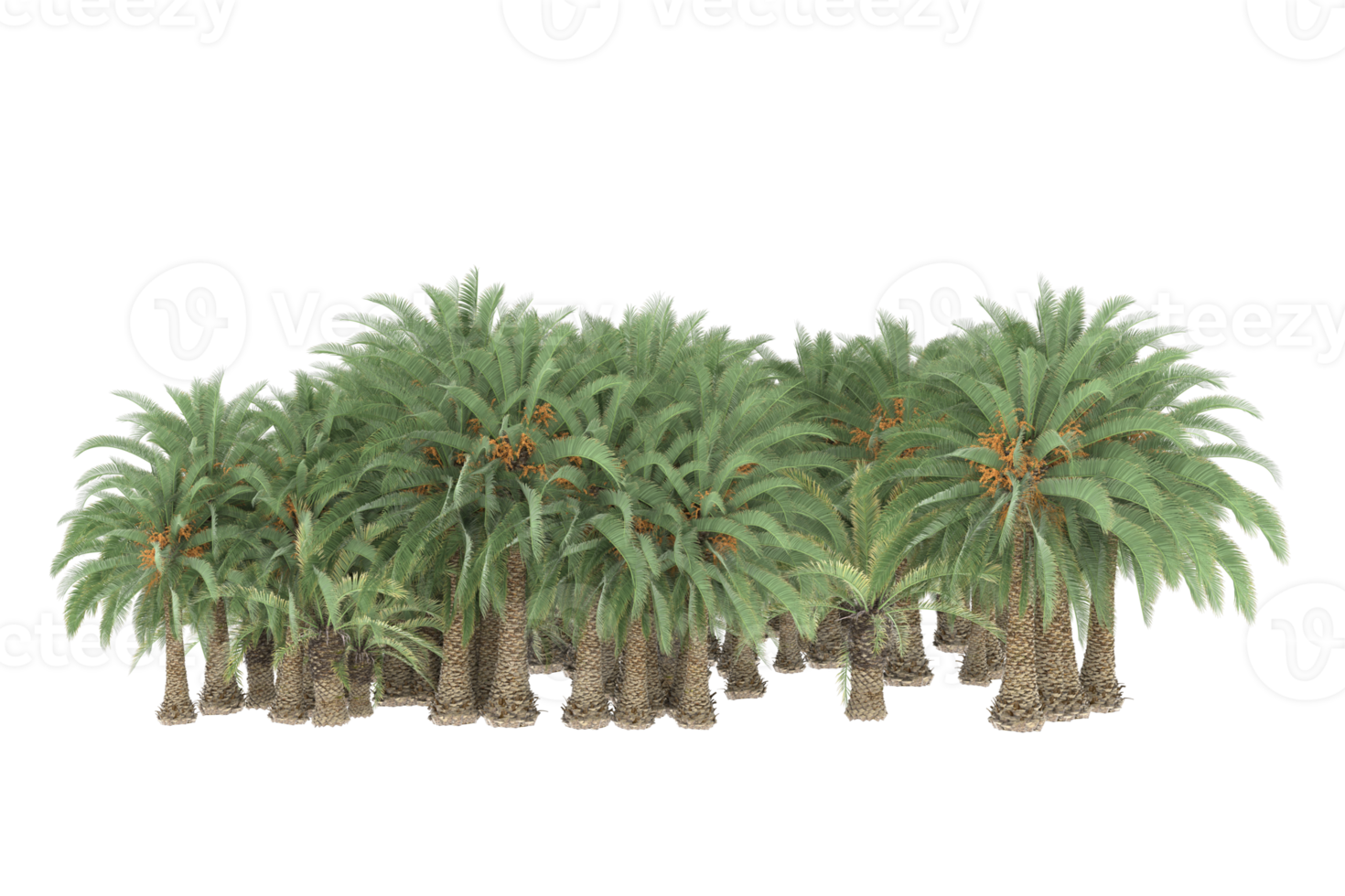 Palm trees isolated on transparent background. 3d rendering - illustration png