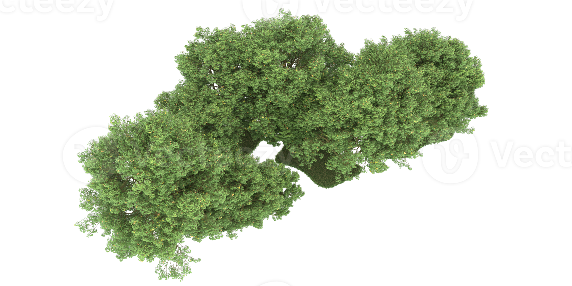 realistico foresta isolato su trasparente sfondo. 3d interpretazione - illustrazione png