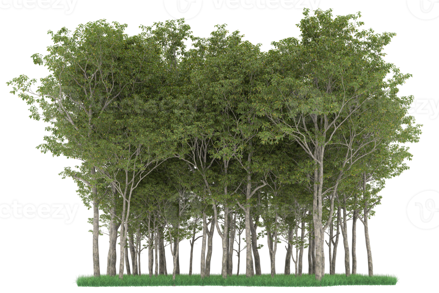 Realistic forest isolated on transparent background. 3d rendering - illustration png