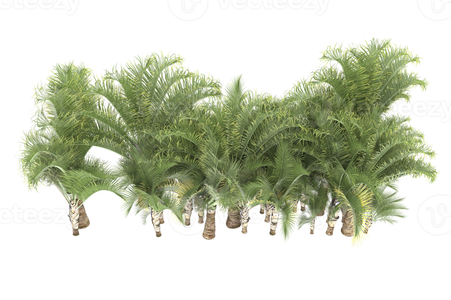Palm trees isolated on transparent background. 3d rendering - illustration png