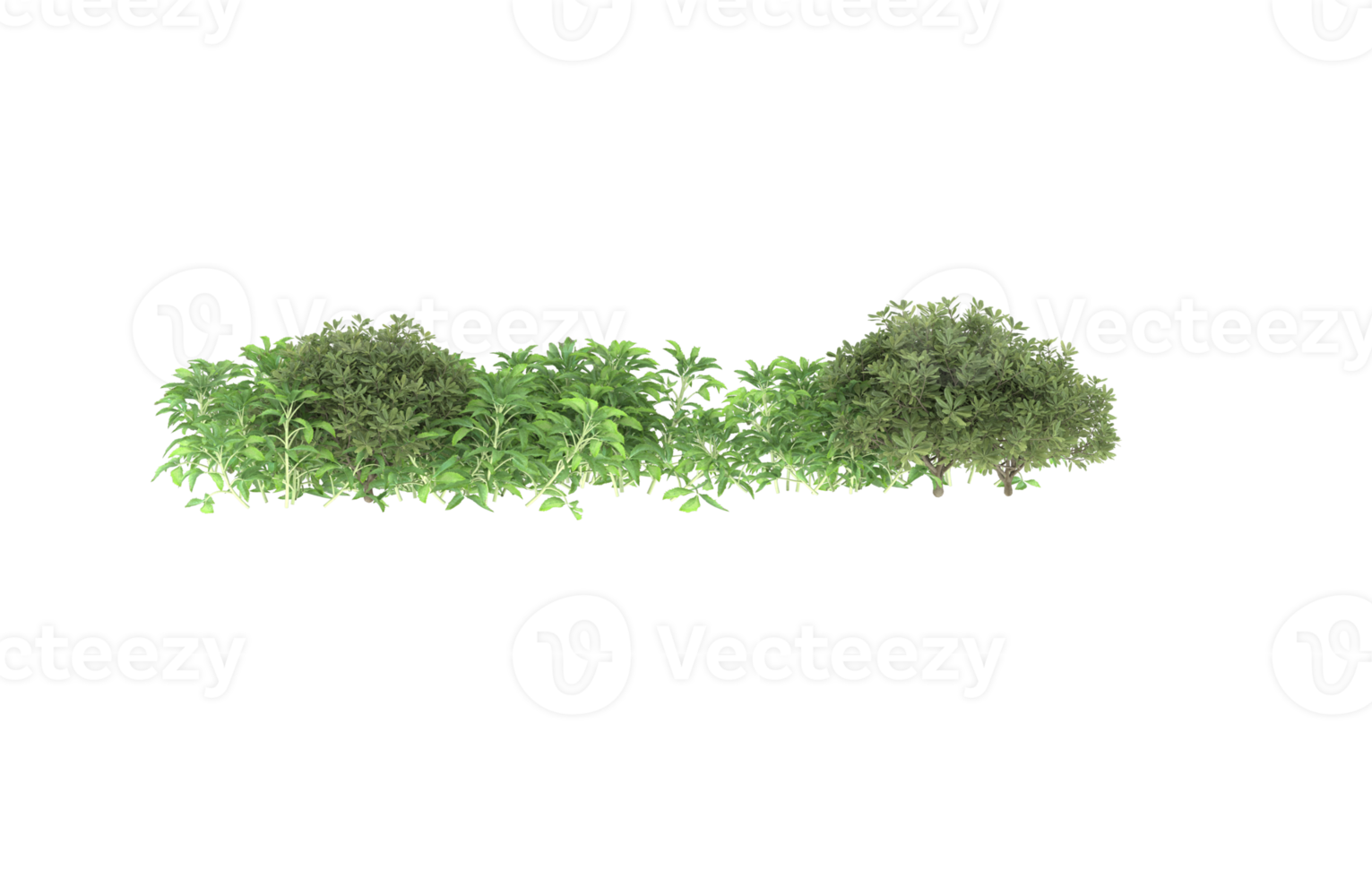 Realistic foliage isolated on transparent background. 3d rendering - illustration png
