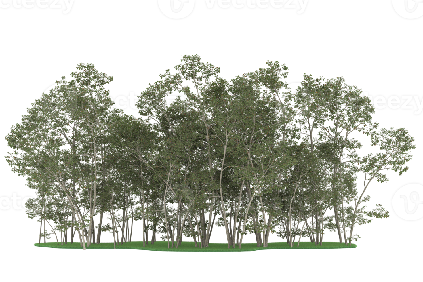 realistischer wald lokalisiert auf transparentem hintergrund. 3D-Rendering - Abbildung png