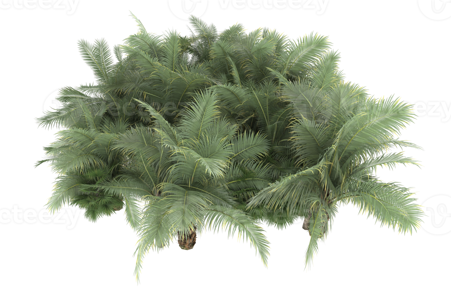 Palm trees isolated on transparent background. 3d rendering - illustration png