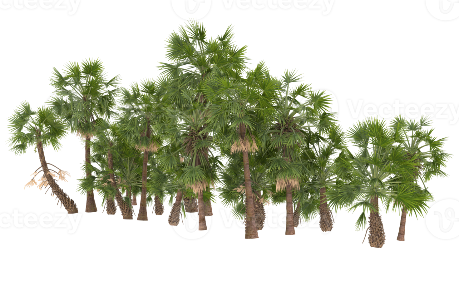 Palm trees isolated on transparent background. 3d rendering - illustration png