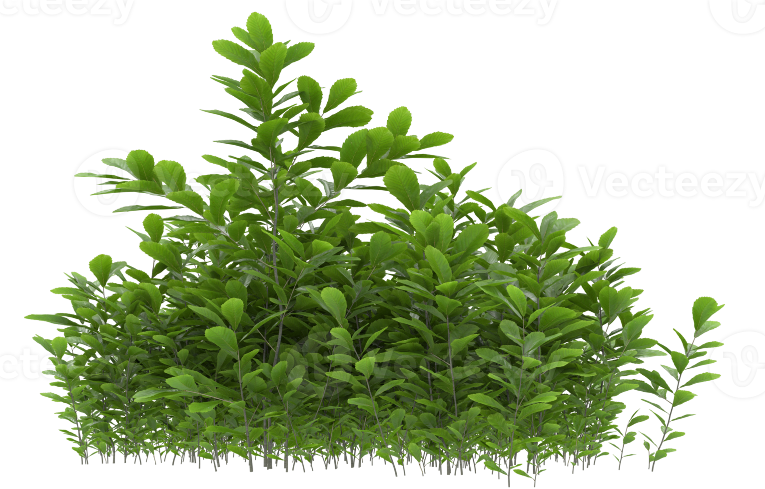 Realistic foliage isolated on transparent background. 3d rendering - illustration png