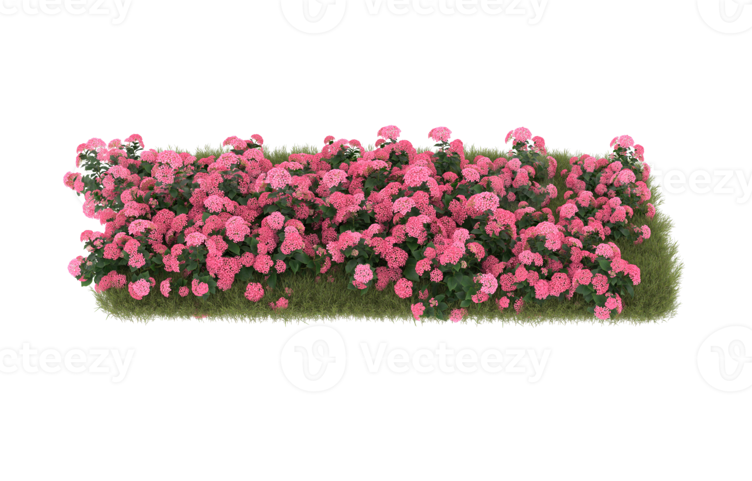 Realistic foliage isolated on transparent background. 3d rendering - illustration png