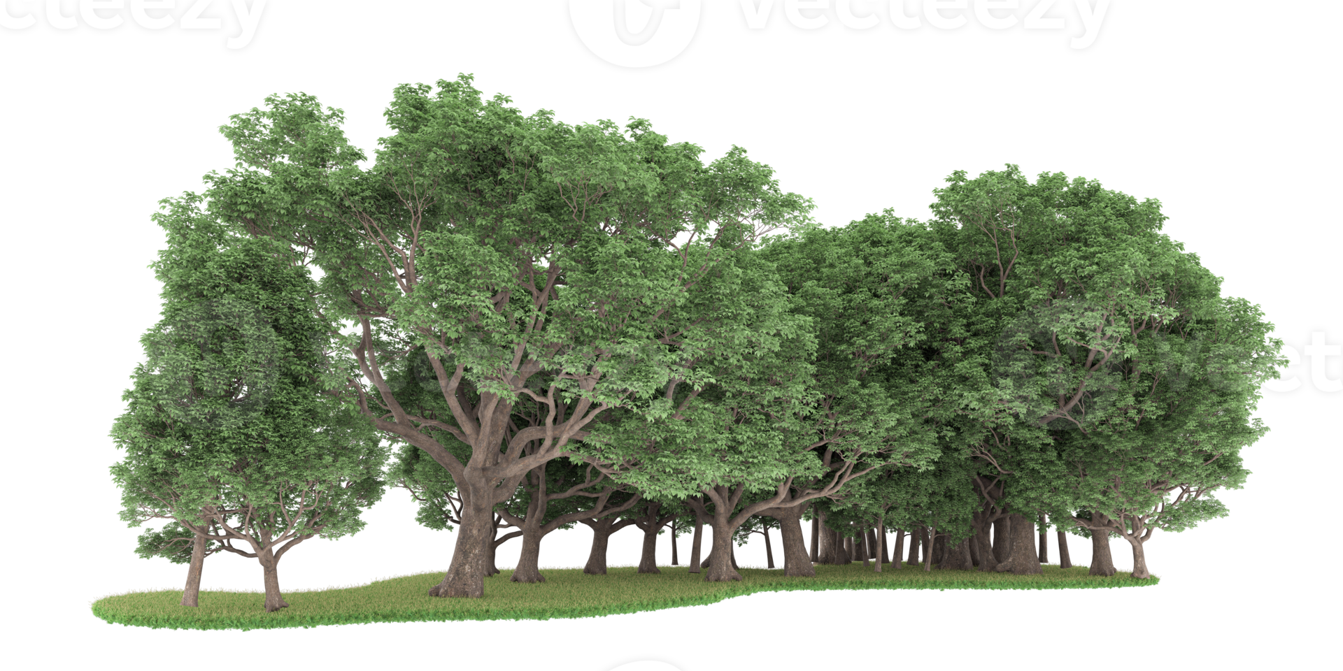 Realistic forest isolated on transparent background. 3d rendering - illustration png