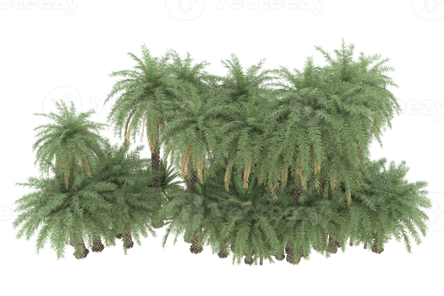 Palm trees isolated on transparent background. 3d rendering - illustration png