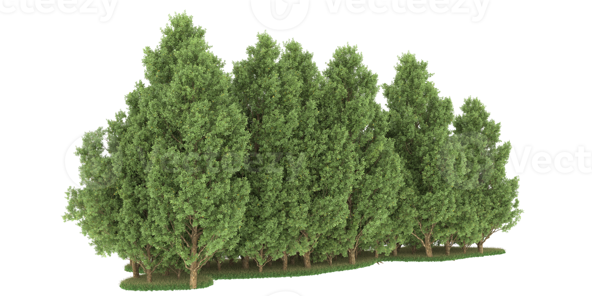 Realistic forest isolated on transparent background. 3d rendering - illustration png