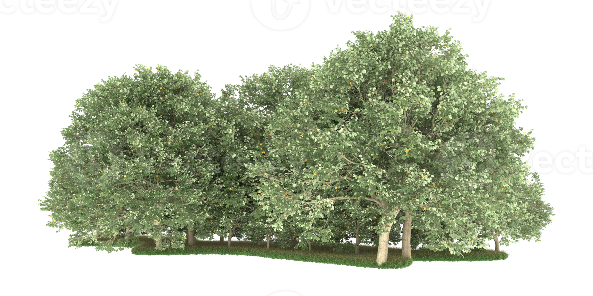 realistico foresta isolato su trasparente sfondo. 3d interpretazione - illustrazione png