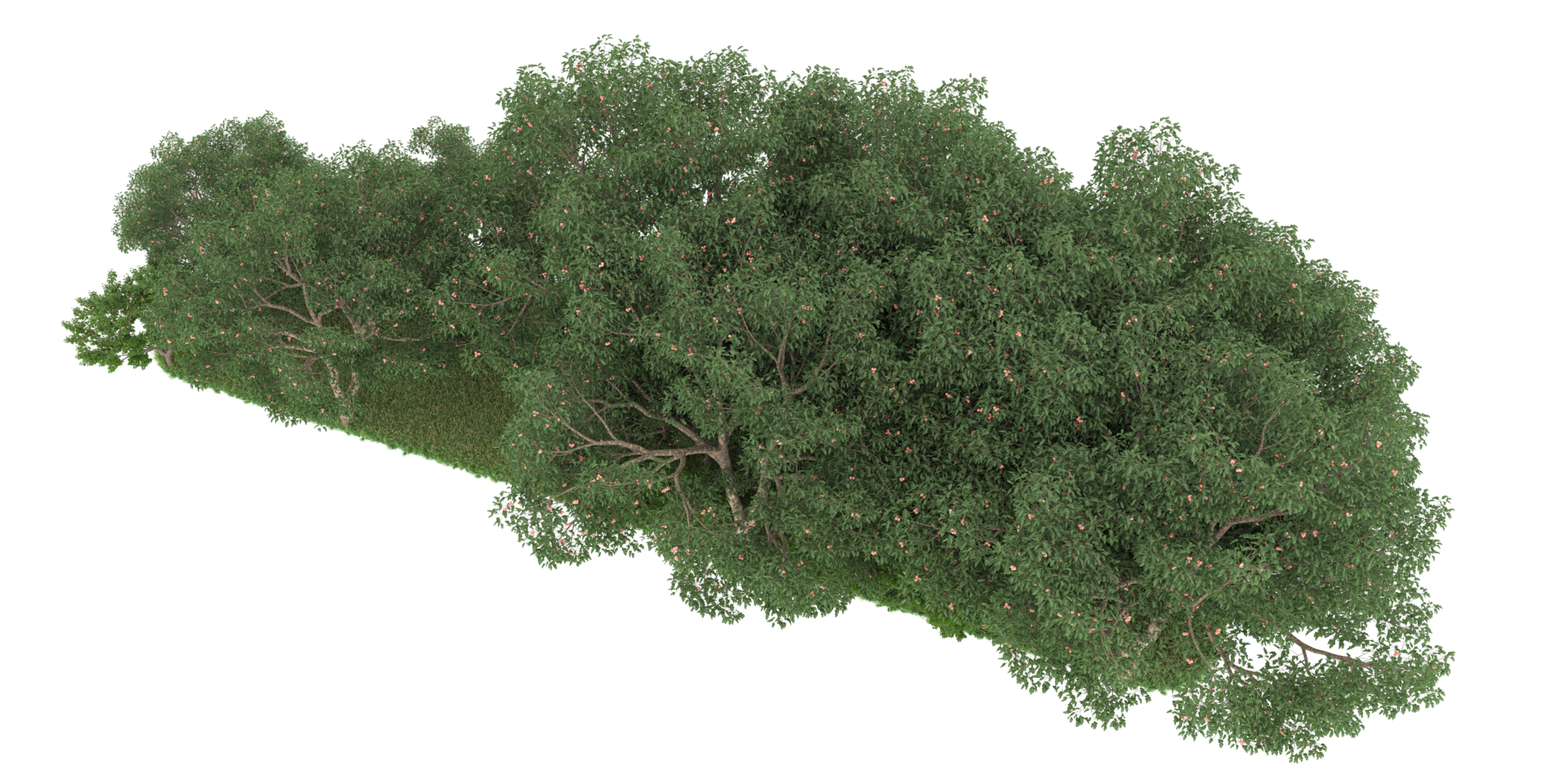 realistischer wald lokalisiert auf transparentem hintergrund. 3D-Rendering - Abbildung png