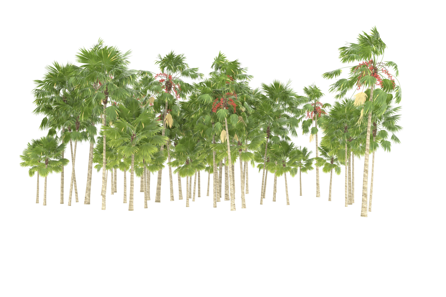 palm bomen geïsoleerd Aan transparant achtergrond. 3d renderen - illustratie png