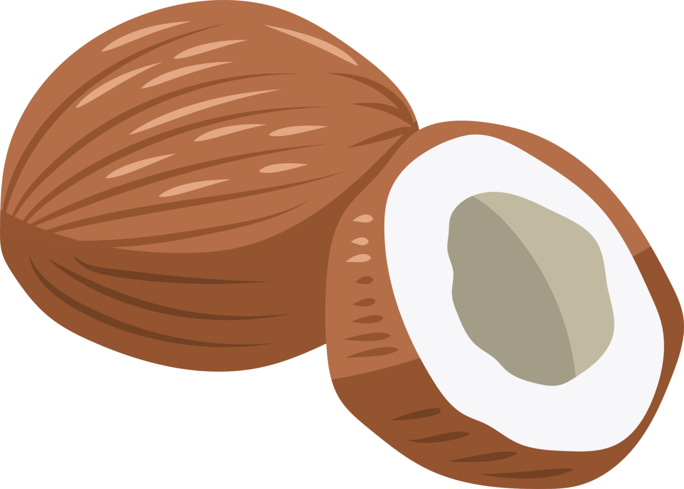 noix de coco png graphique clipart conception