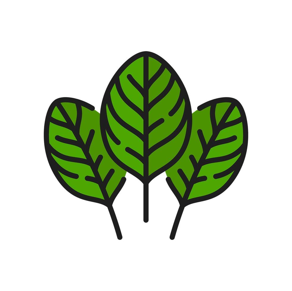 Green sorrel superfood leaves, spinach line icon vector