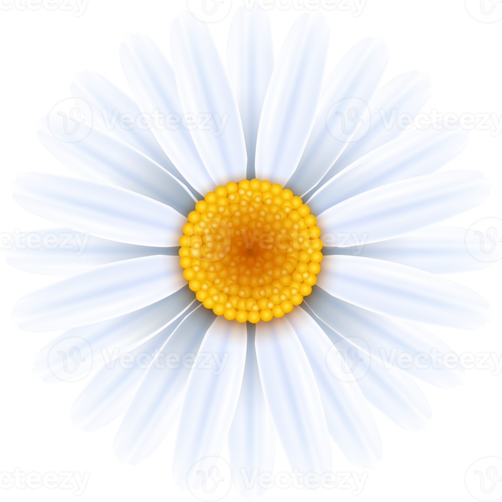 daisies flowers symbol png