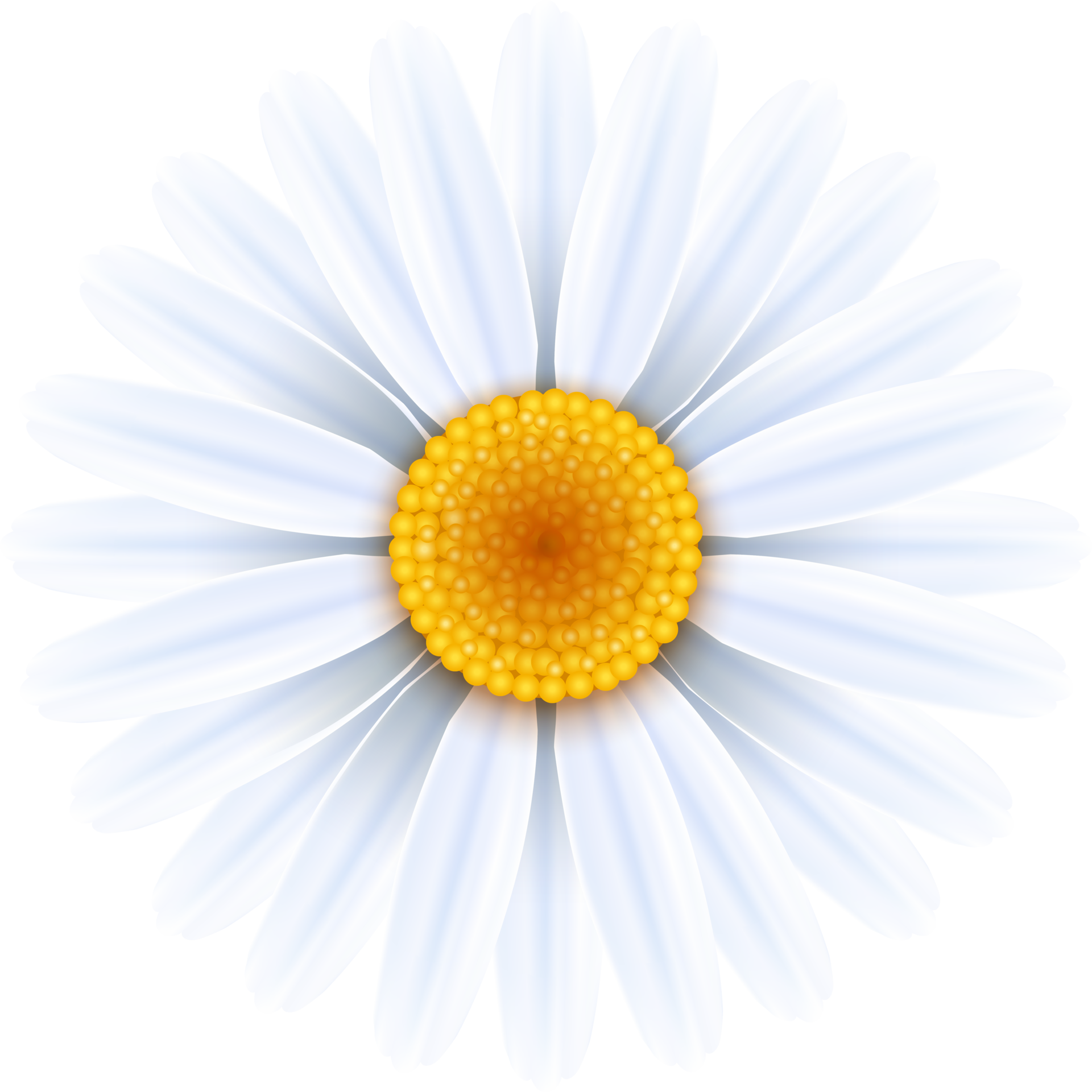 daisies flowers symbol 19615247 PNG