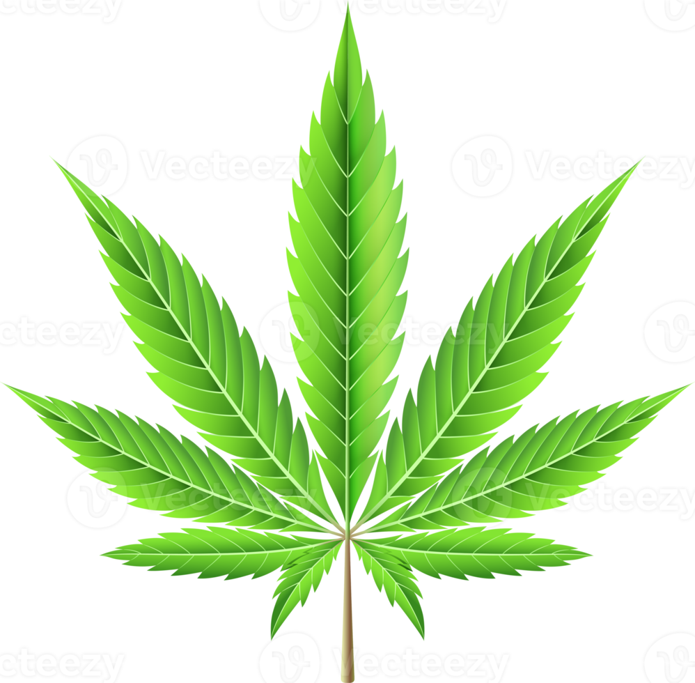 Marijuana leaf illustration png