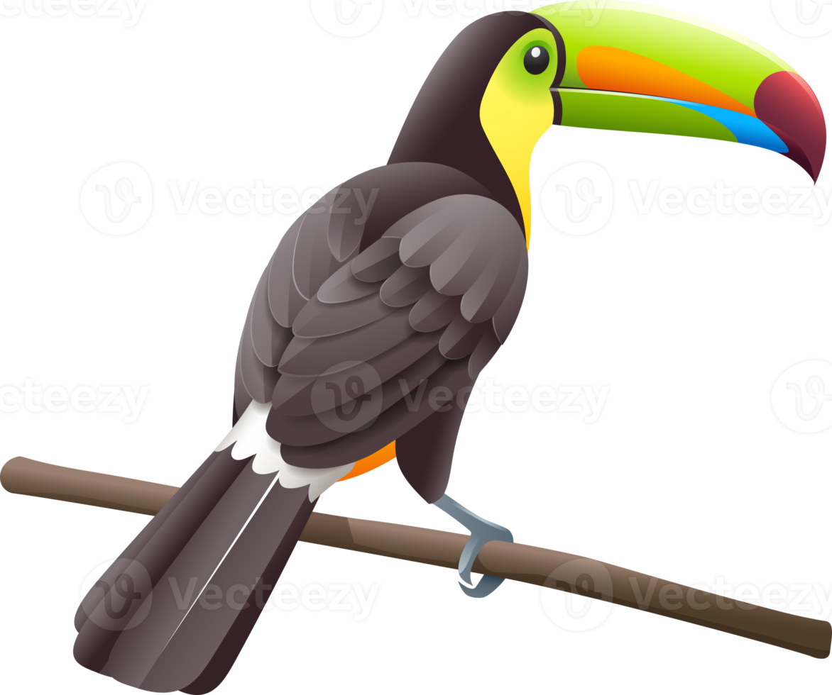 Toco toucans symbol color png