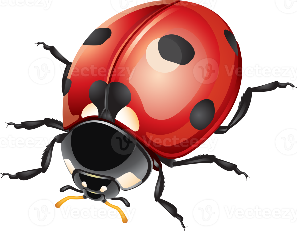 Ladybug or Ladybird png