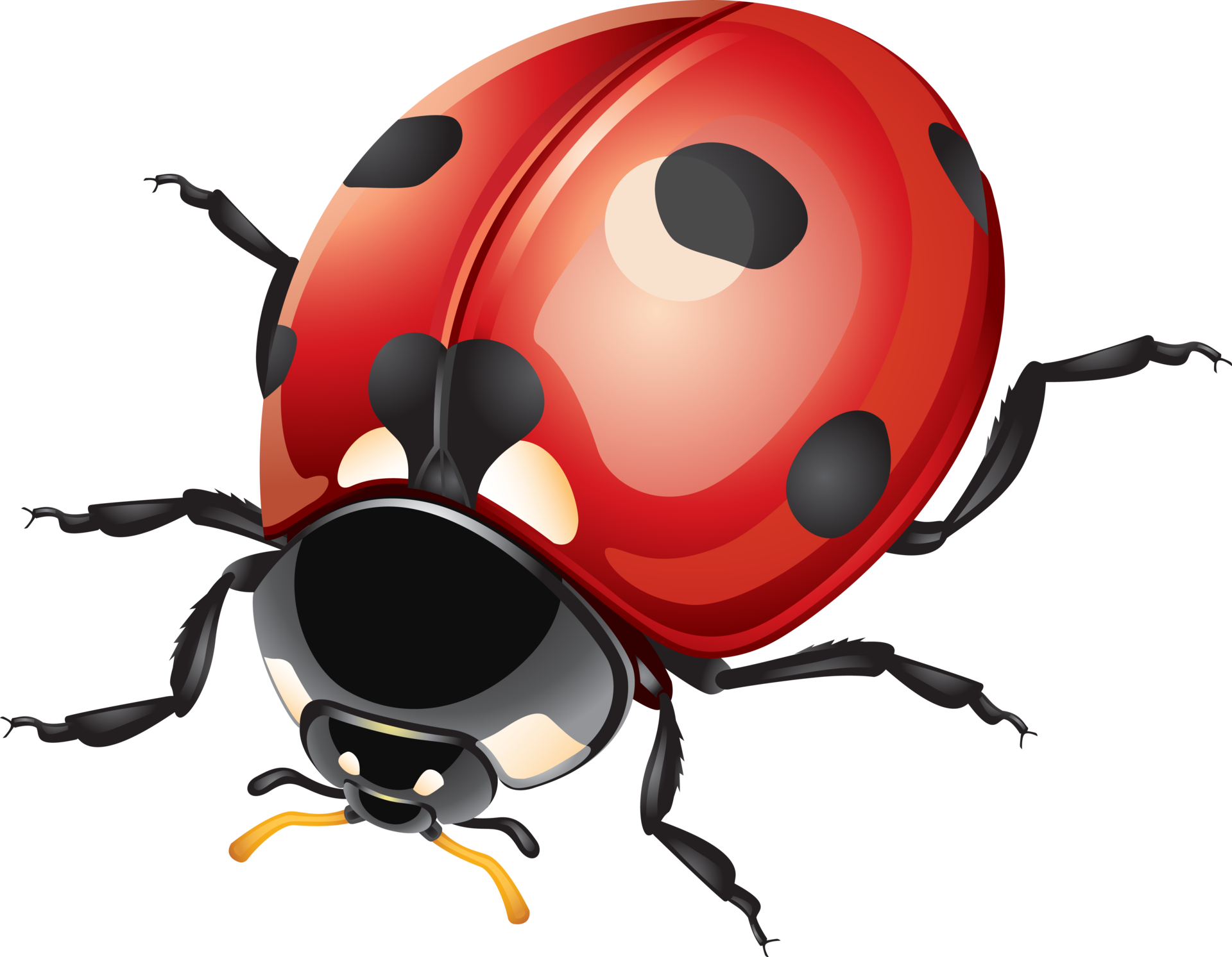 Ladybug or Ladybird 19617310 PNG