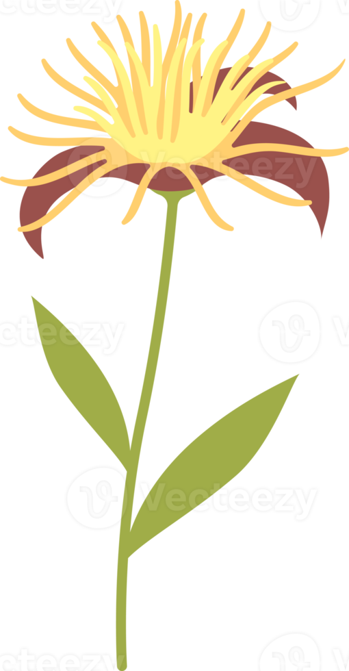 Blumenblumenelemente Symbolikonen bunt png