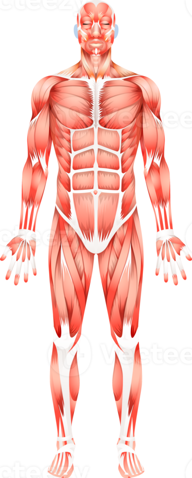 Human body skeleton png