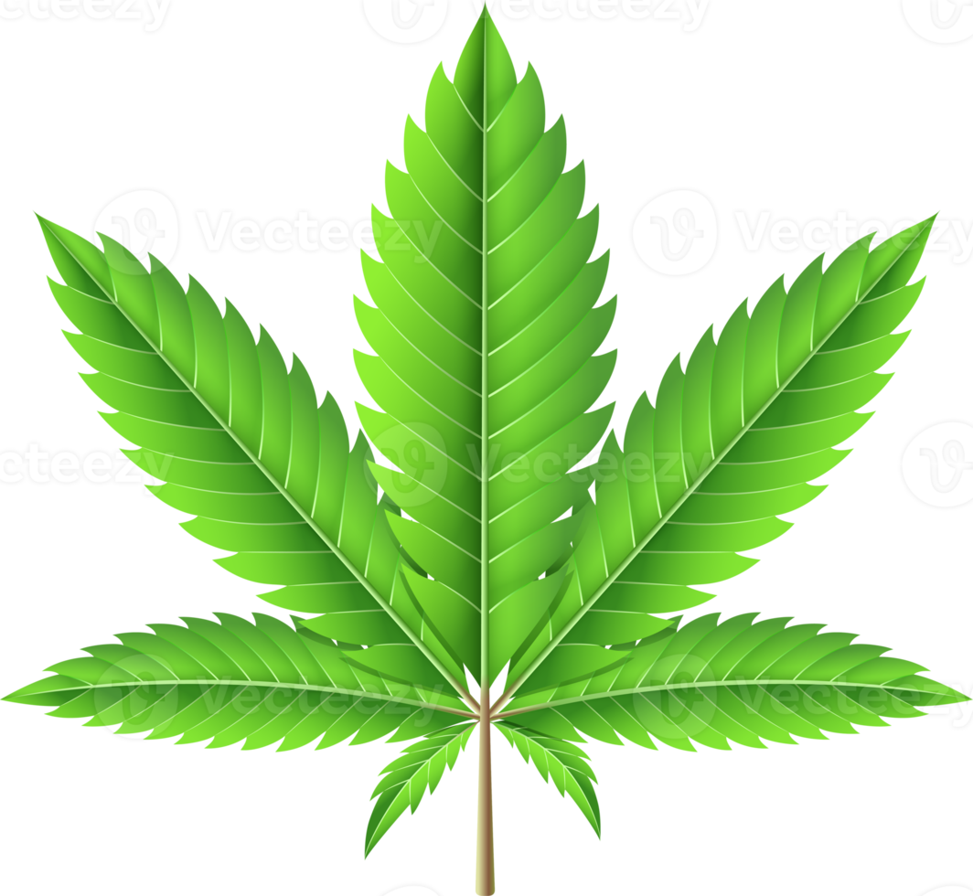 marihuana blad illustratie png