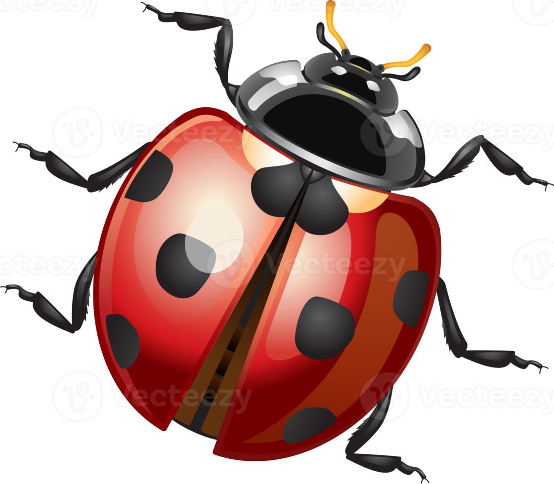 Ladybug or Ladybird png