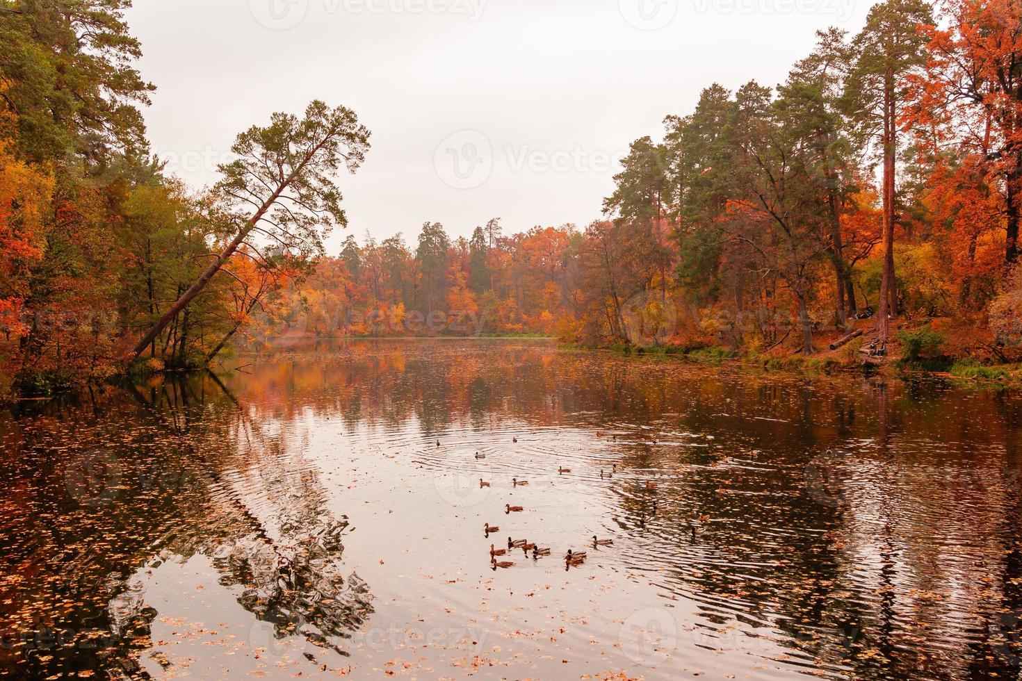 hermosa lago en un bosque con otoño arboles foto