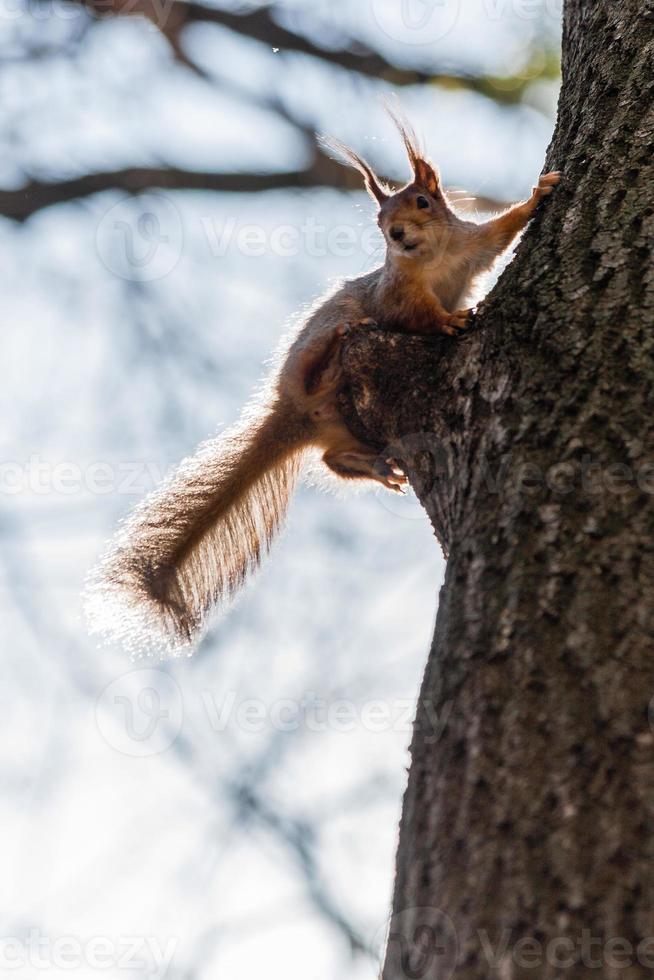 Squirrel sits on a tree photo