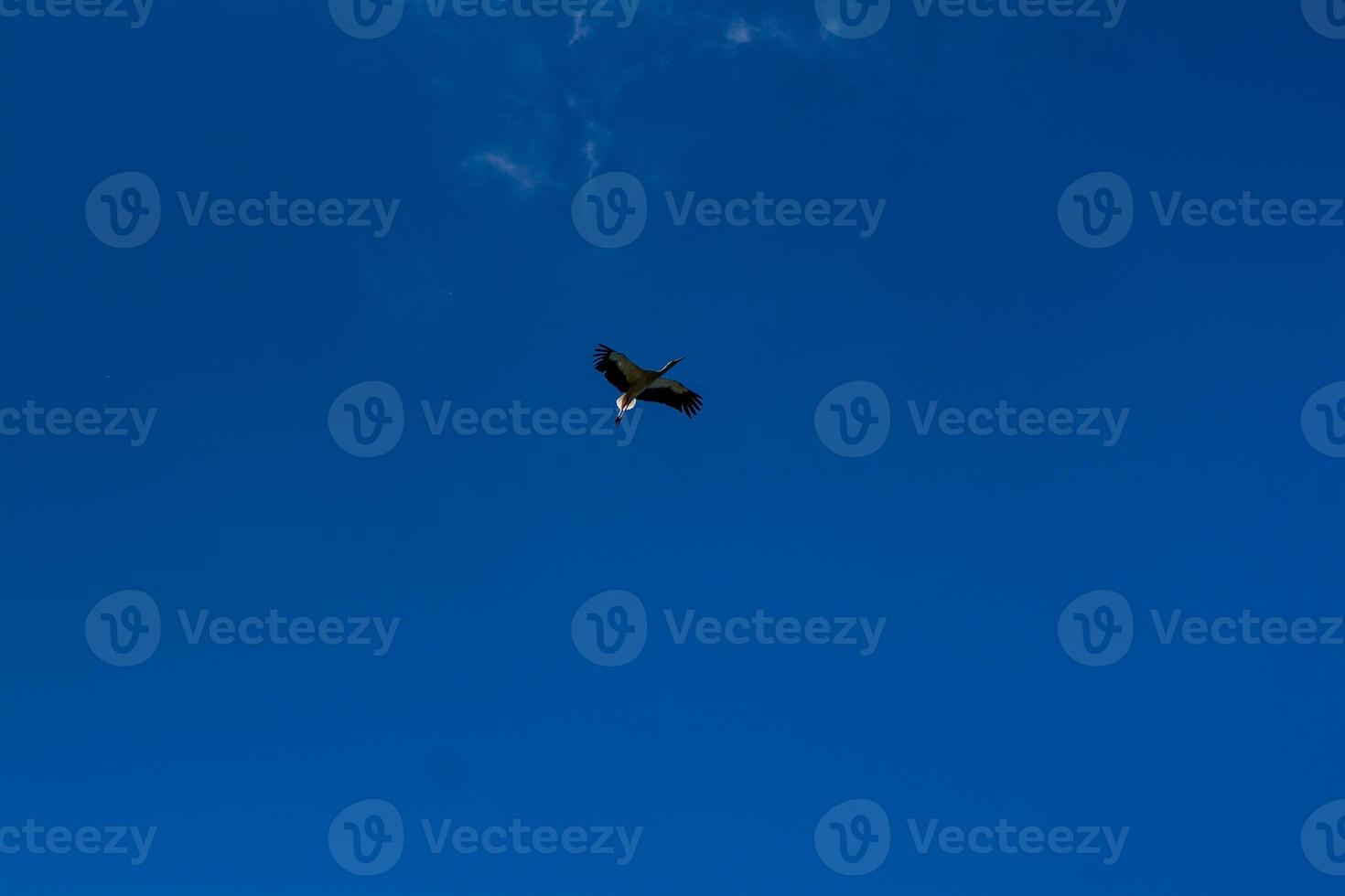 cigüeña volando en el cielo azul con nubes blancas foto