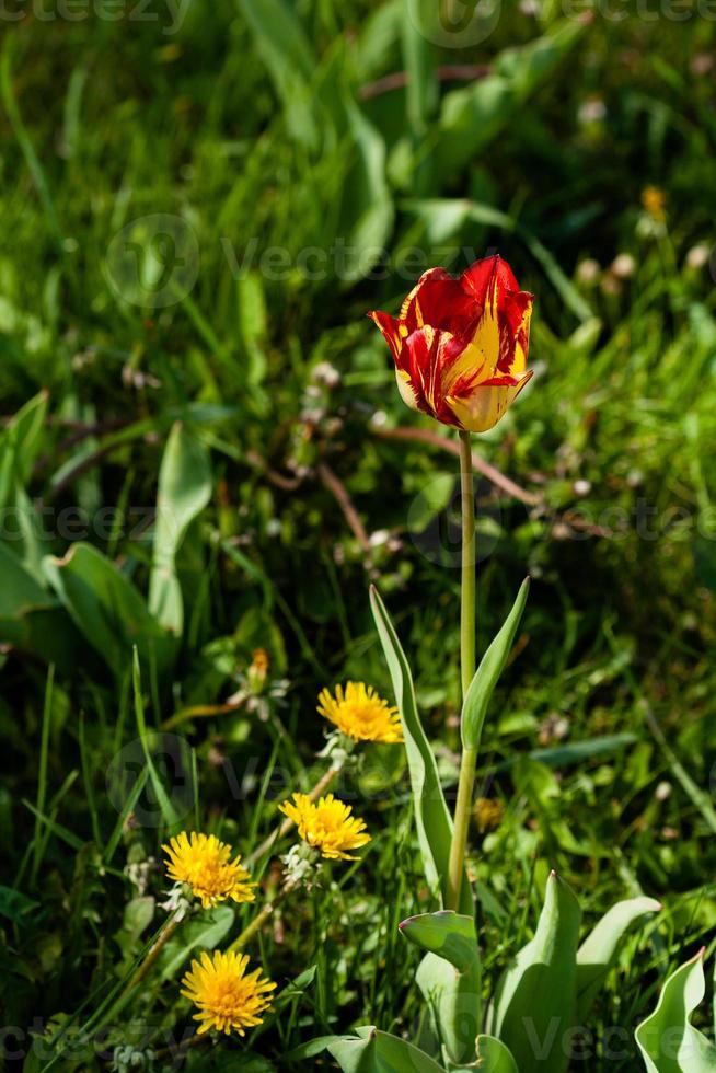 macro de tulipanes rojo-amarillo sobre fondo de hierba verde foto