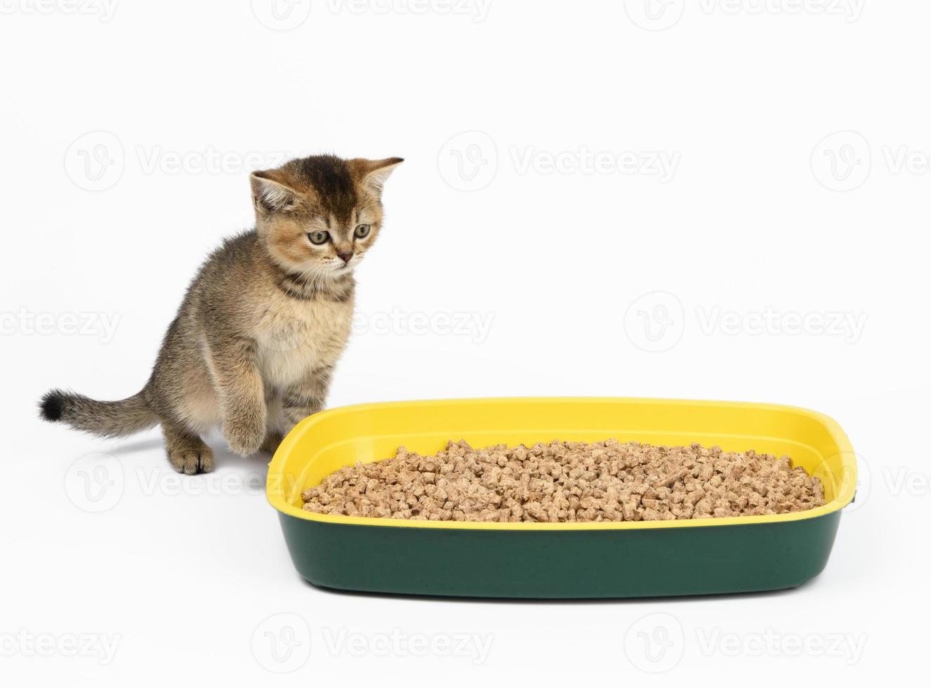 cute gray kitten Scottish straight sits near a plastic toilet with sawdust on a white background photo