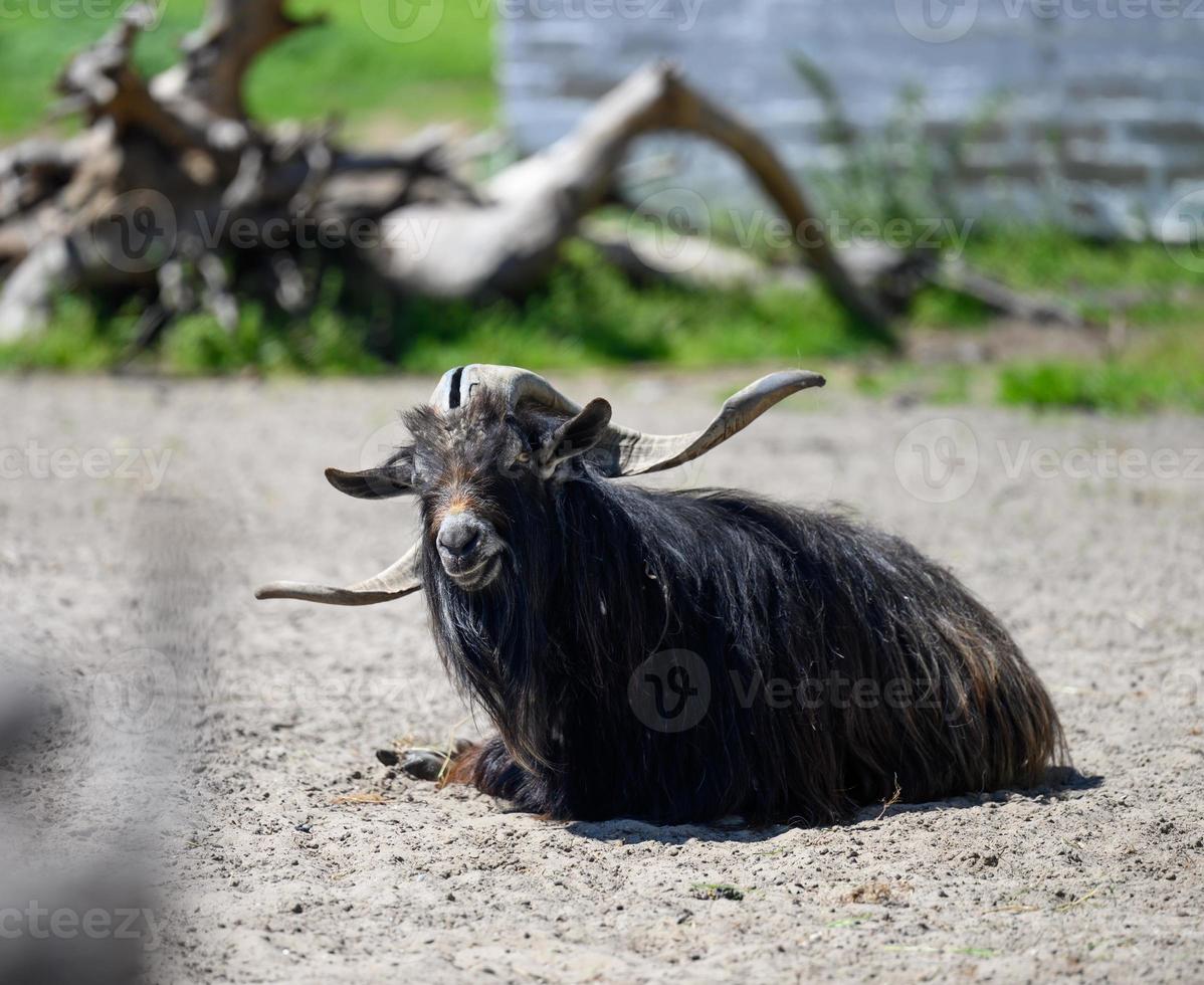 un adulto negro Doméstico cabra con grande cuernos mentiras en el suelo en un primavera día foto