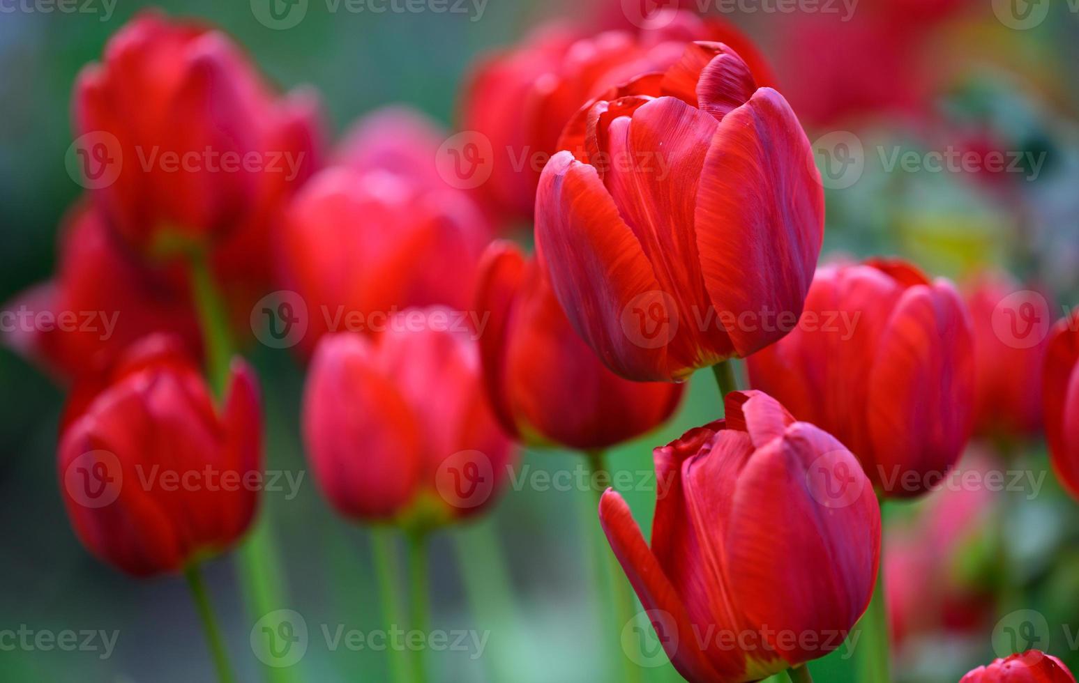 blooming red tulips in the garden on a spring sunny day photo