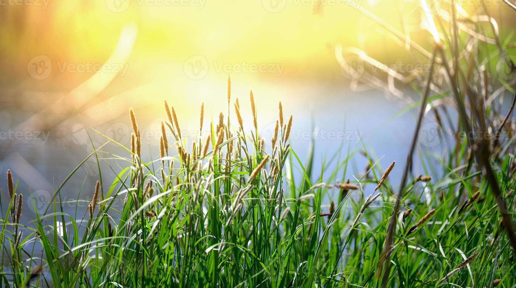 bank of the Dnieper River with growing reeds and bushes on a spring day, the rays of the sun are bright. photo