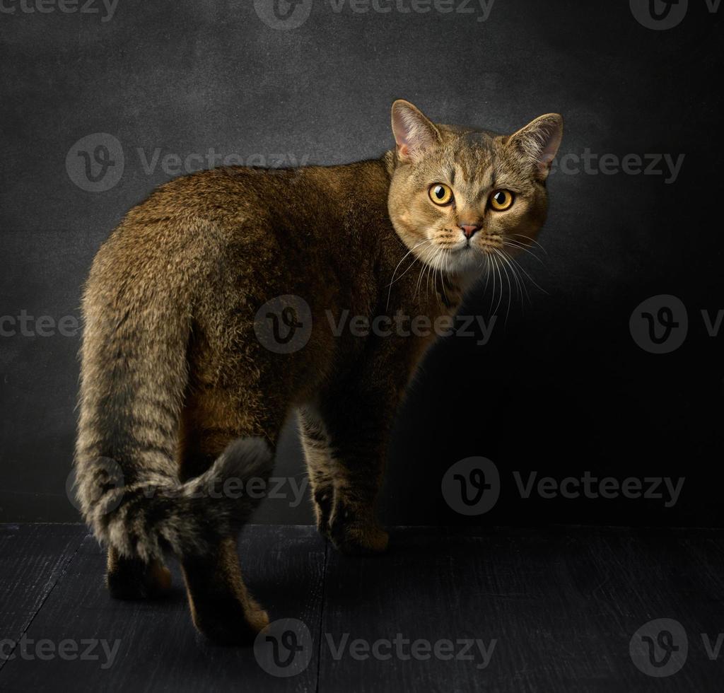 portrait of a gray Scottish straight cat on a blacke background photo