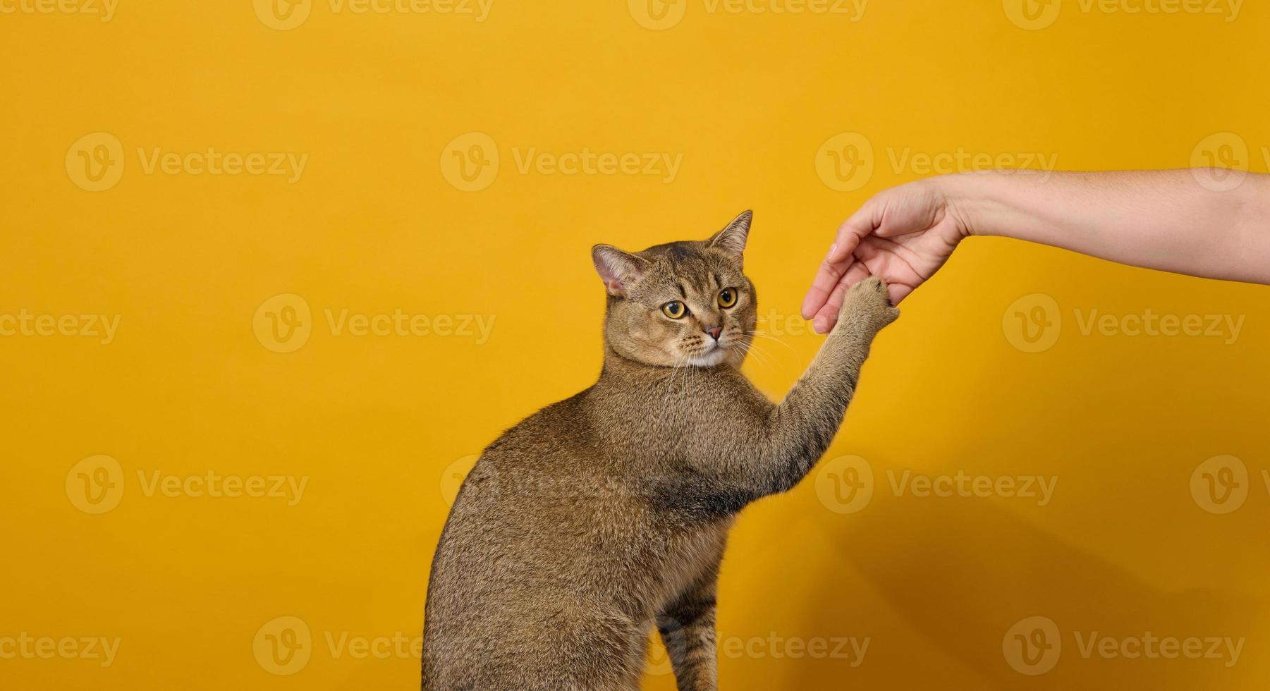 adulto gris gato, de pelo corto escocés de orejas rectas, se sienta en un amarillo antecedentes. animal sostener en a un mujer mano foto