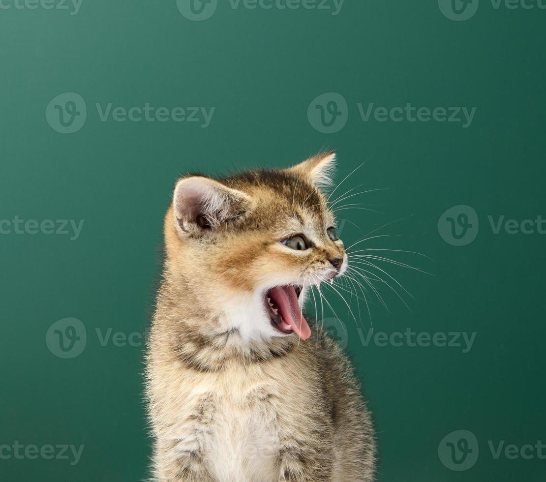 Kitten golden ticked Scottish chinchilla straight sits on agreen background photo