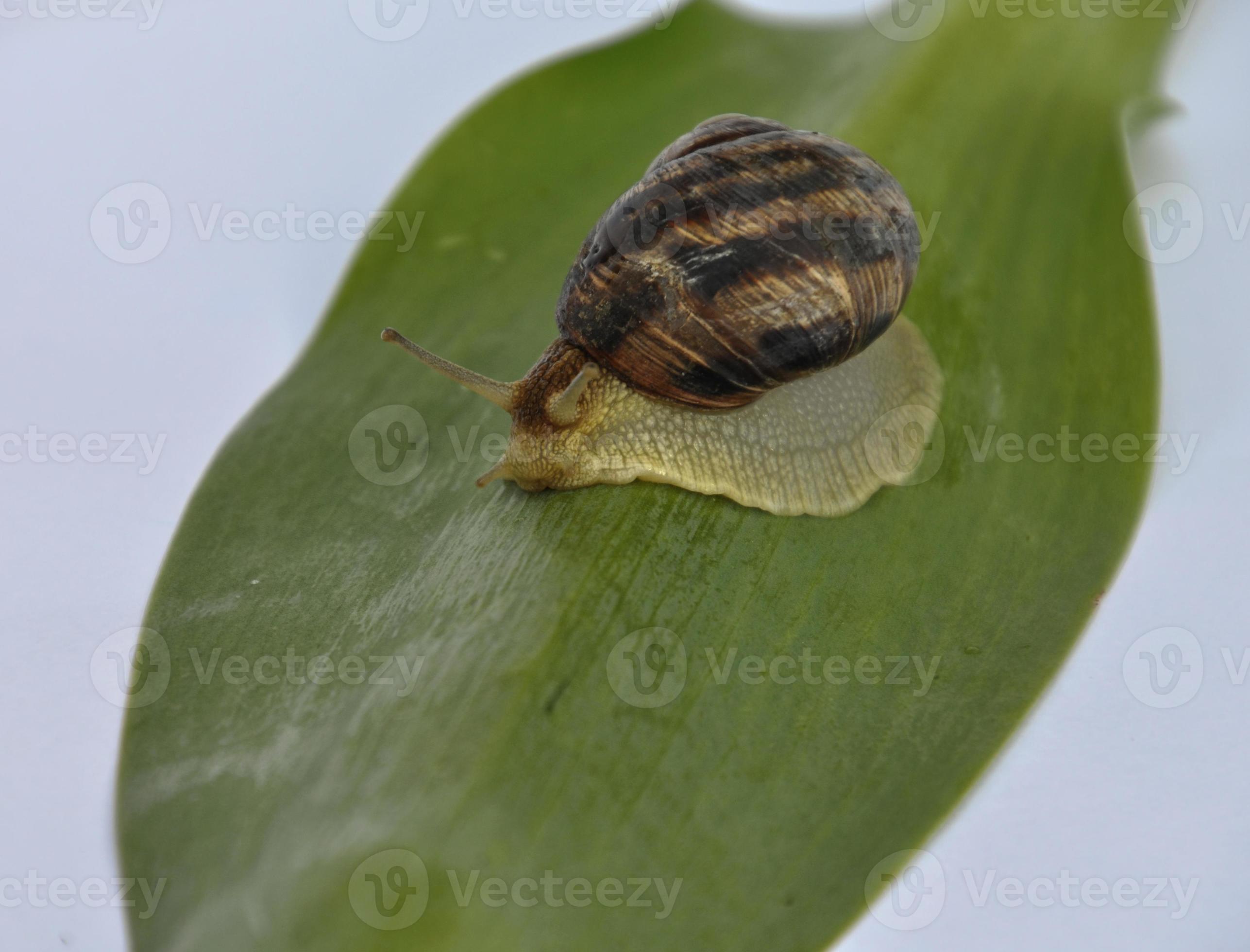 Clam snail crawling forward on a green leaf 19621297 Stock Photo at