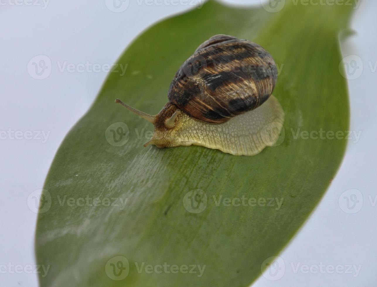 Clam snail crawling forward on a green leaf photo