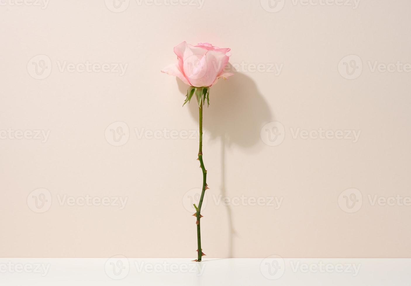 pink blooming rose on a white table. Beige background photo